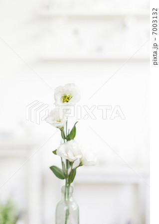 花瓶に生けられた白い花の写真素材 [7003132] - PIXTA