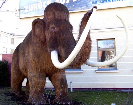 先史時代で最も有名な巨獣、ケナガマンモス（Woolly Mammoth）の臼歯の