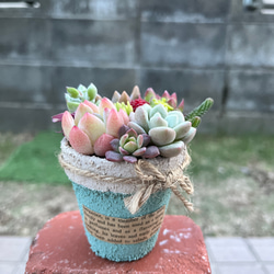 ☆送料無料☆♡そのまま飾れる♡箱庭風多肉植物寄せ植え