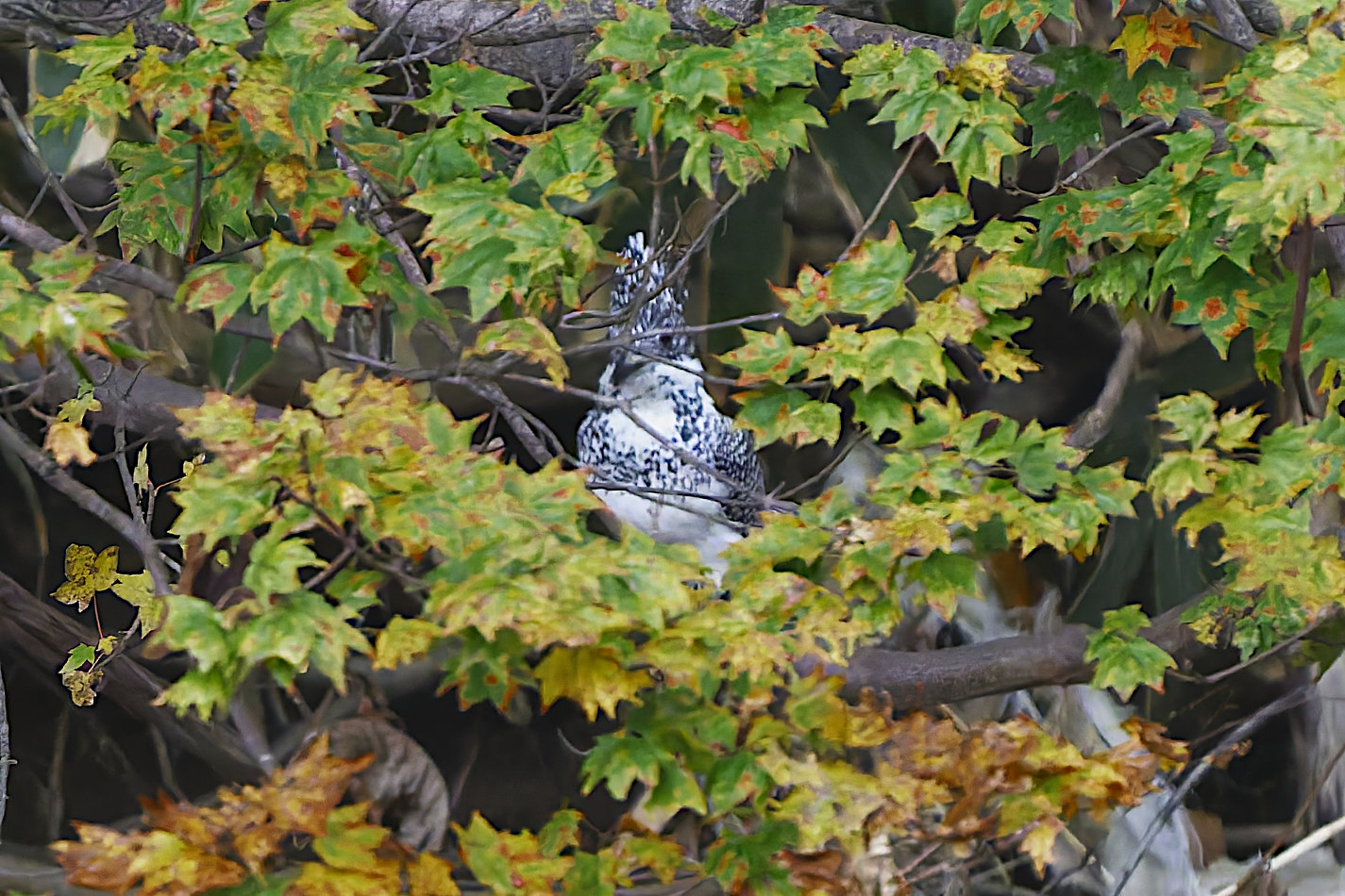 カワセミ科の野鳥写真