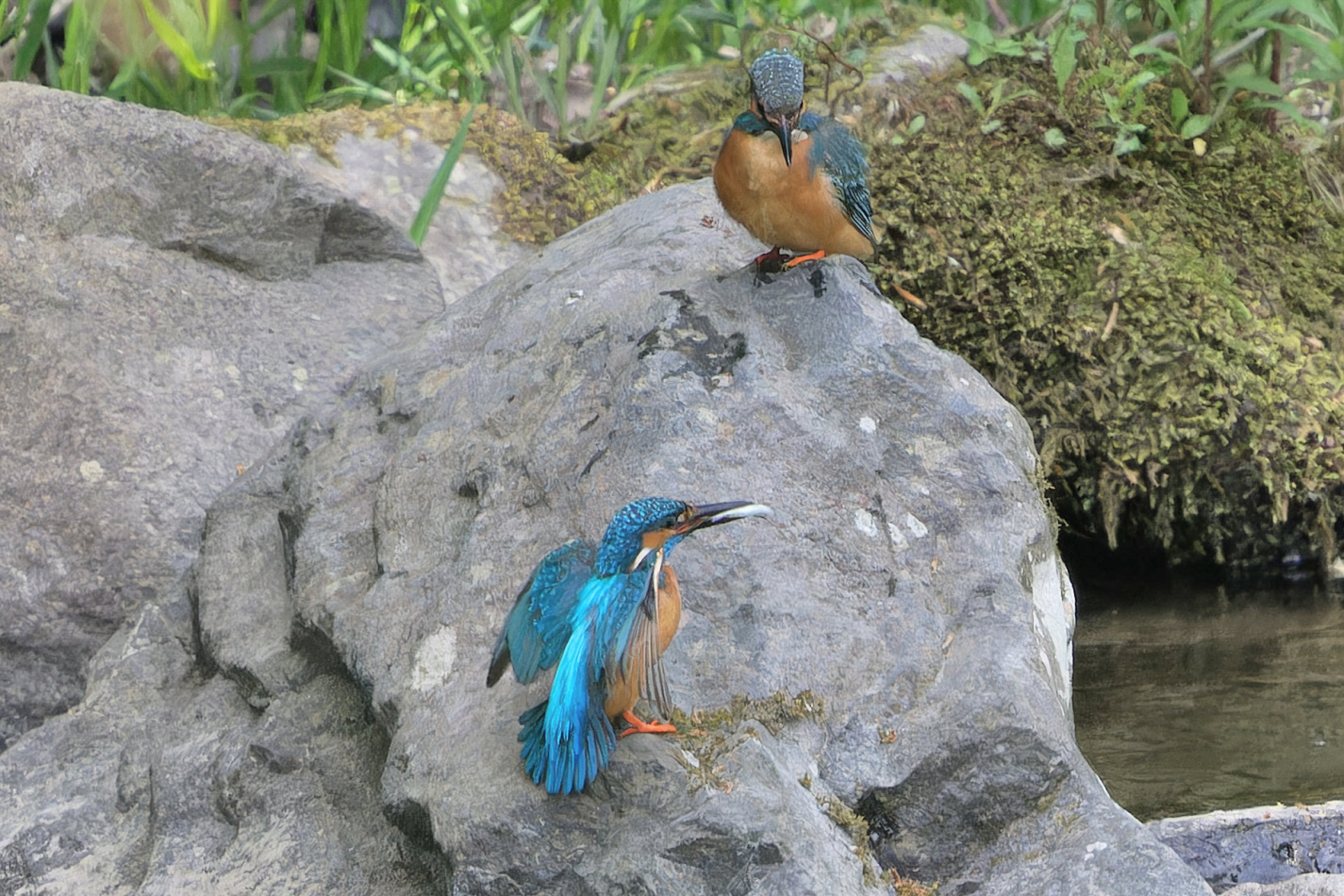 カワセミ科の野鳥写真