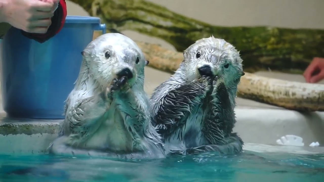鳥羽水族館 ラッコ メイちゃん忙しい「キラちゃん手よ､手。あっ毛皮が