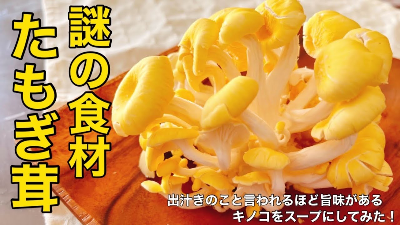 たもぎ茸レシピ】謎の食材！出汁キノコと呼ばれ栄養たっぷり含んでいる