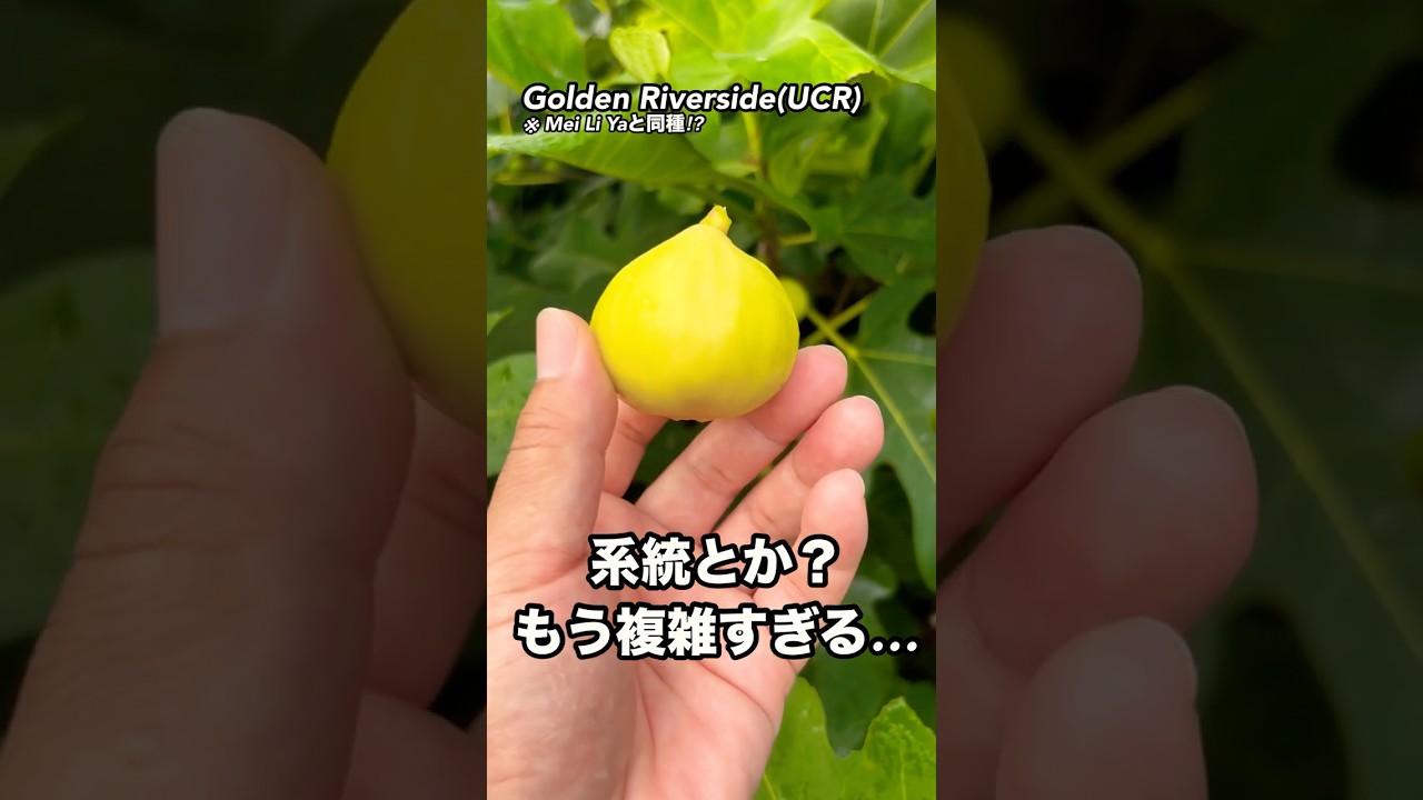 ゴールデンリバーサイド（Golden Riverside UCR）完全ガイド｜ゼリー食