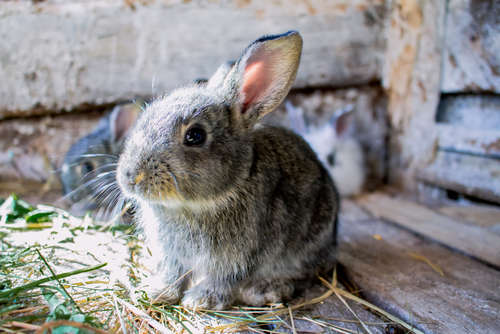 獣医師監修】ウサギの特徴や性格、飼い方について | PECO（ペコ）