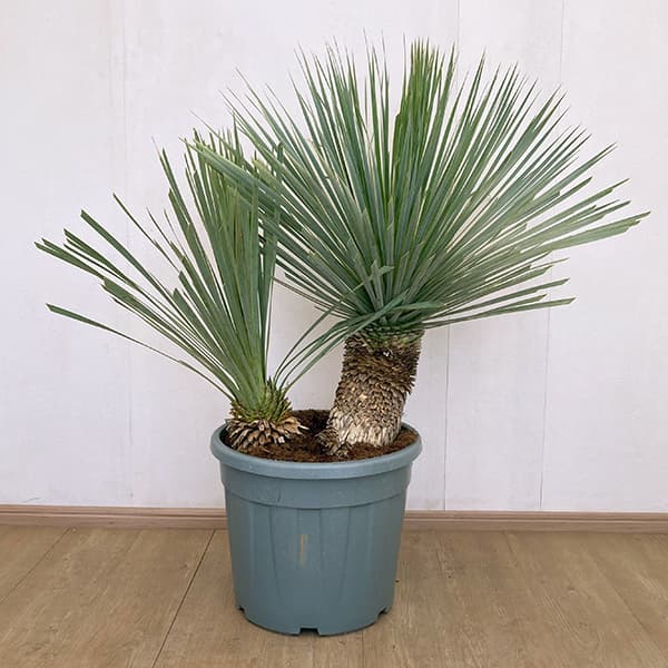 園芸ネット本店｜ユッカ：ロストラータ ブルー＆ブルー（多頭）40cm