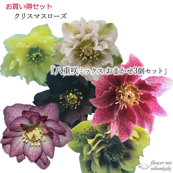 日本花キ流通 八重咲きクリスマスローズ苗 おまかせ3個セット 10.5cm