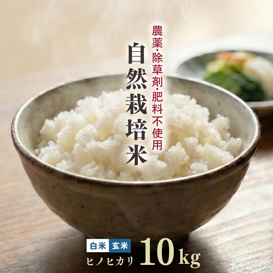 ヒノヒカリ 自然栽培米 10kg 白米 玄米 令和7年産 熊本県産 菊池 自社