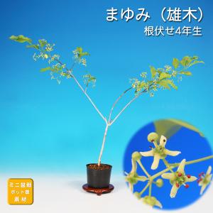 盆栽 つる梅もどき 雄木 ツルウメモドキ 蔓梅擬 小品盆栽 ミニ盆栽