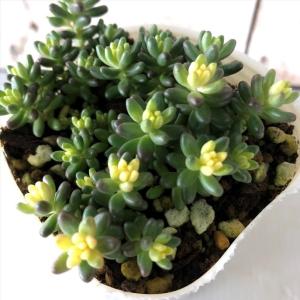 多肉植物 TYエケベリア ラウリンゼ×エンシノ TYさん苗 送料無料