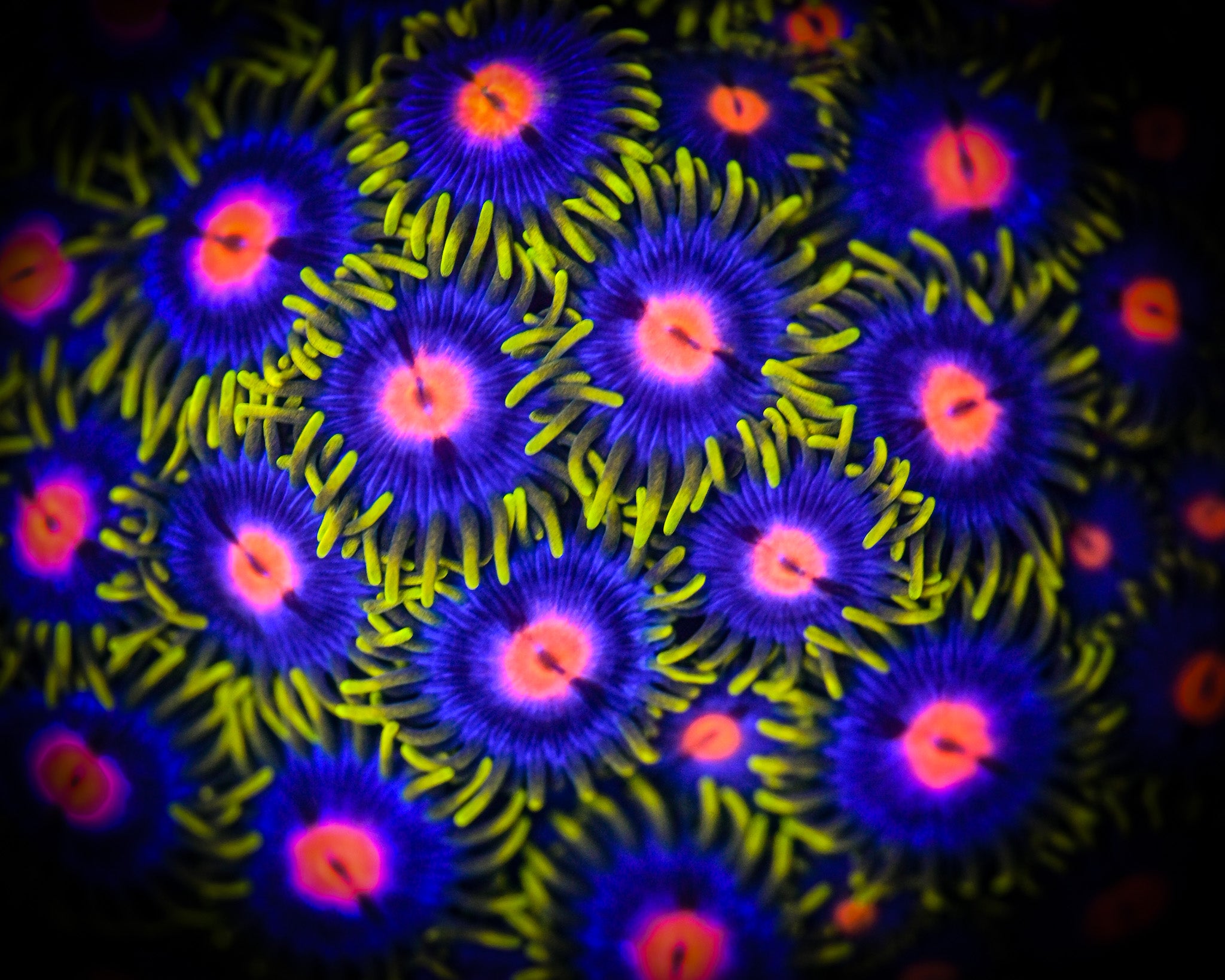 Reef Chasers | Buy Corals Online | Zoanthid | Palythoa | Coral Sale